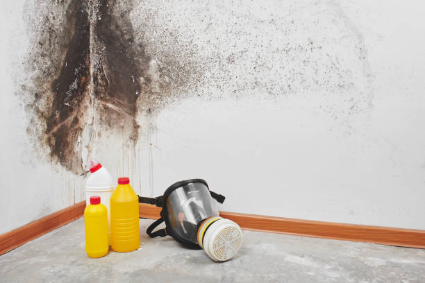 Home Mold Removal in Alderson, WV