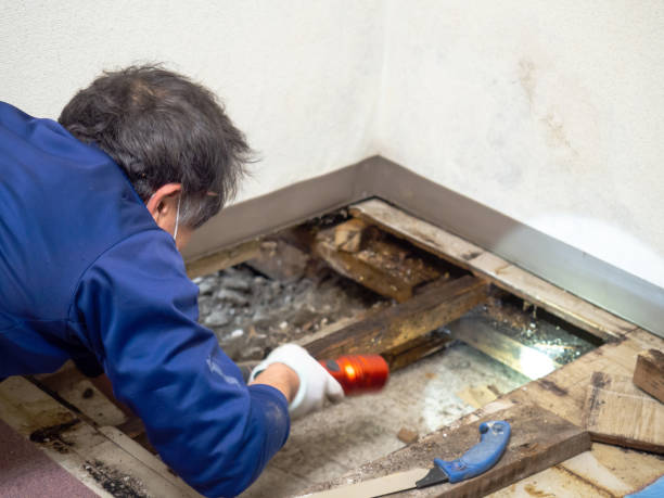 Best Home Mold Removal  in Alderson, WV
