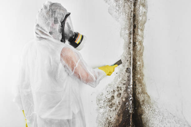 Trusted Alderson, WV Mold Removal Experts