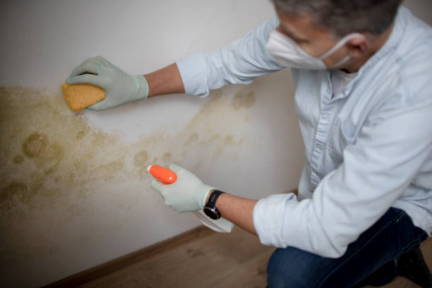 Best Black Mold Removal  in Alderson, WV
