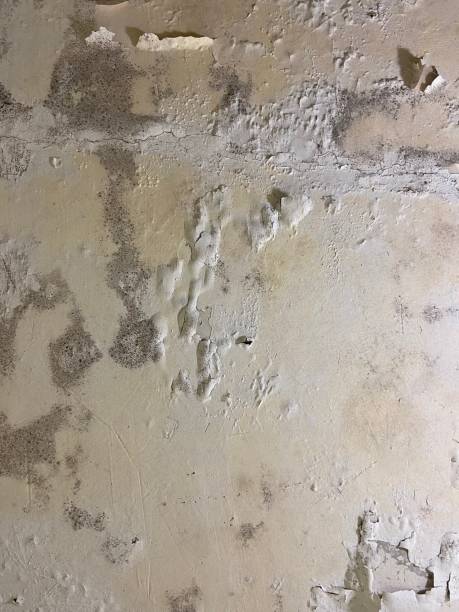 Best Water Damage Restoration  in Alderson, WV