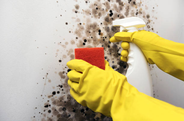 Best Mold Damage Repair  in Alderson, WV