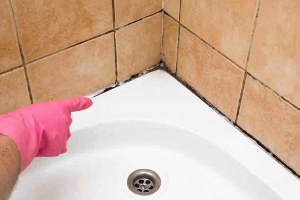 Office Mold Removal Services in Alderson, WV